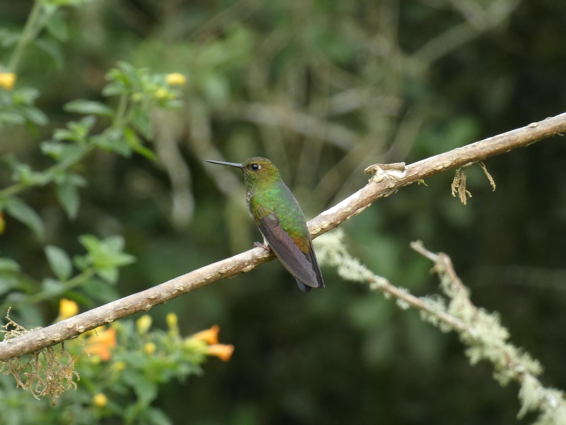 Greenish Puffleg (Haplophaedia aureliae), photo 8