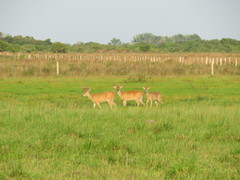 Odocoileus virginianus cariacou