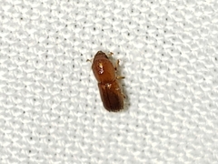 Xyleborus volvulus