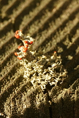 Cladonia didyma
