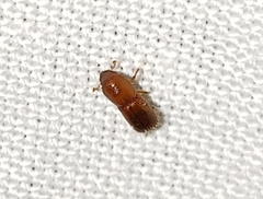 Xyleborus volvulus