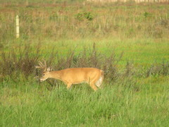 Odocoileus virginianus cariacou