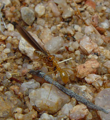 Myrmecocystus mexicanus