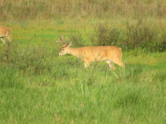 Odocoileus virginianus cariacou