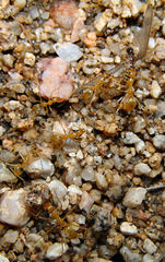 Myrmecocystus mexicanus