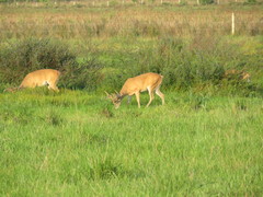 Odocoileus virginianus cariacou