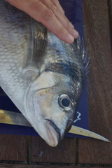 Nemadactylus macropterus