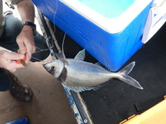 Nemadactylus macropterus