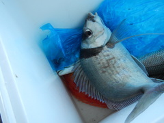 Nemadactylus macropterus