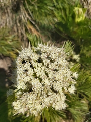 Aciphylla glacialis