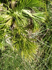 Aciphylla glacialis