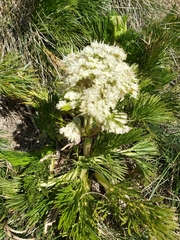 Aciphylla glacialis