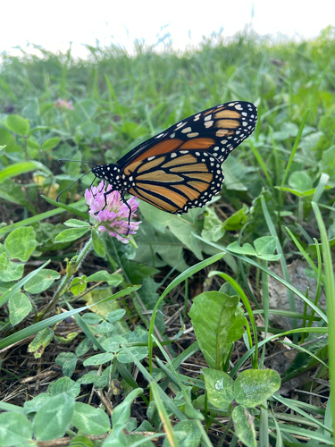 Monarch Butterfly