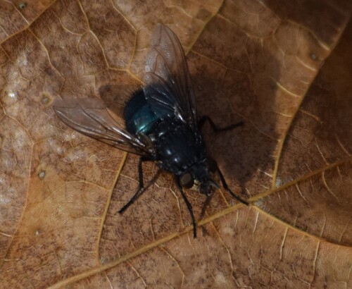 Unknown species found near Centerville, OH, USA
