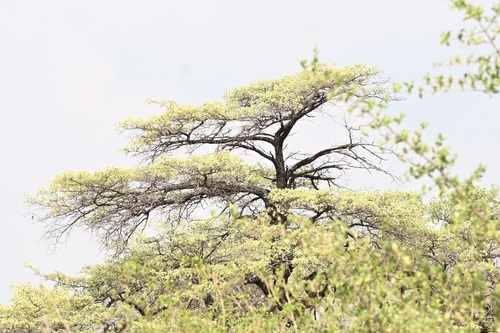 silver terminalia