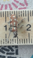 Naupactus bellus