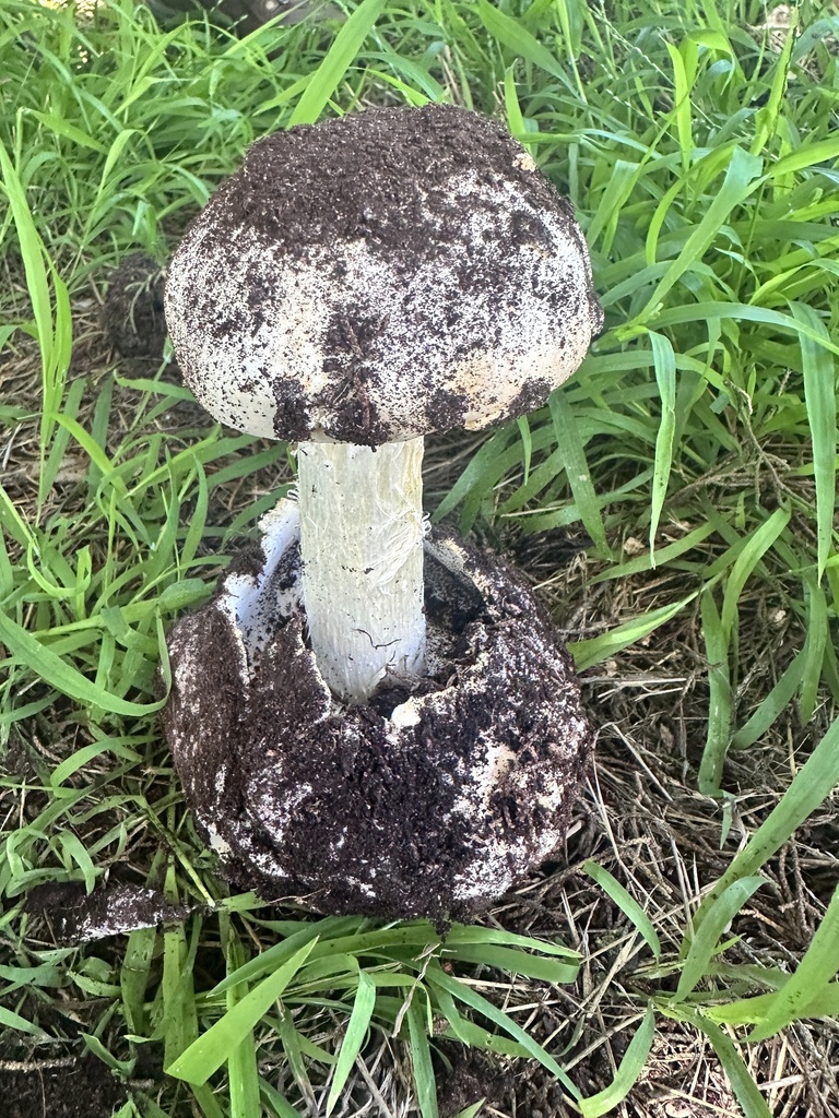 Battarrea phalloides · November 2025 · photo: © katrinamccollough (iNaturalist, cc0)