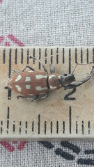 Naupactus bellus