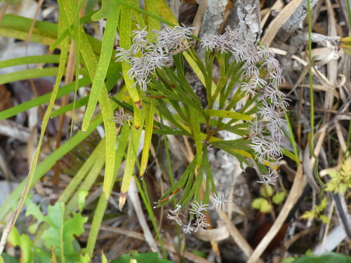 Schizaea dichotoma iNat (3)