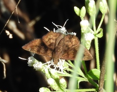 Nisoniades bromias