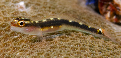 Sebree's Pygmy-Goby photo 2