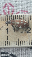 Naupactus bellus