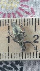 Naupactus bellus