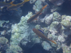 Labroides phthirophagus