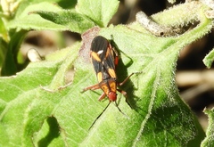 Oncopeltus guttaloides