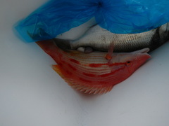 Bodianus unimaculatus