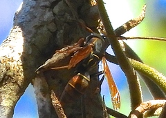 Polistes pacificus