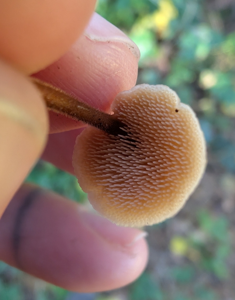Auriscalpium vulgare · November 2025 · photo: © simonele (iNaturalist, cc-by)
