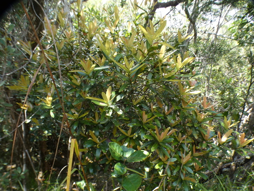 Calophyllum caledonicum observed 2025-10-26
