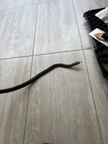Red-bellied Black Snake sighting