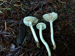 Hygrophorus pusillus