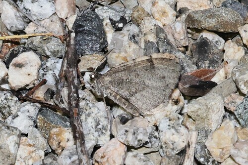 Stamnodes costimacula