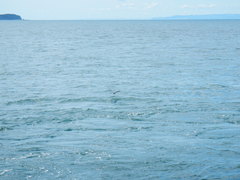 Pelagodroma marina