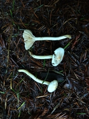 Hygrophorus pusillus