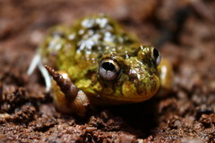 Peters' Four-Eyed Frog photo 2