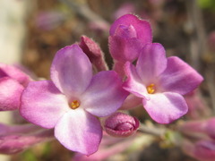 Daphne genkwa