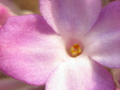 Daphne genkwa