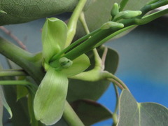 Stauntonia hexaphylla