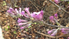 Daphne genkwa
