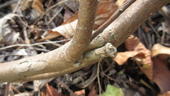 Daphne genkwa