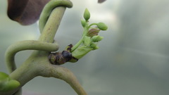 Stauntonia hexaphylla