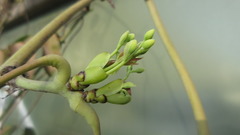 Stauntonia hexaphylla