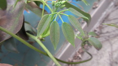 Stauntonia hexaphylla