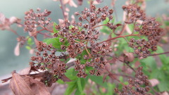 Spiraea fritschiana