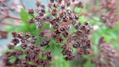 Spiraea fritschiana