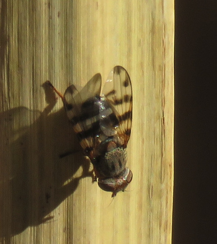 Unknown species found near Sierra County, NM, USA